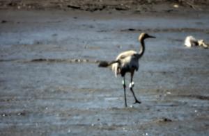 Injured Gray Crane Baby Remains in Jinzhou to Spend the Summer!