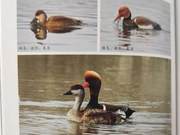 Red-eyed Diving Duck of the Yellow River Delta