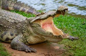 Crocodile Couple Works Hard for 40 Years to Have Babies, Still No Offspring; Expert: Male Crocodile is Too Small