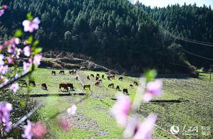 High-definition March Flowers Bloom, Spring Atmosphere Thick; Beautiful Fujian is Like a Painting