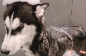 Husky Transforms into a Well-Behaved Doll During Bath, Netizens React: Too Cute!
