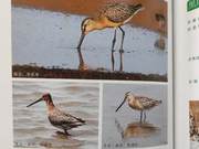 Yellow River Delta Shorebirds – Half-Plumaged Sandpiper