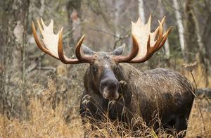The World's Largest Deer – Moose