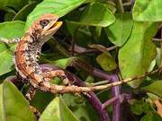 Lizards Don't Just Bite Off Their Tails to Survive; Eating Them Can Also Achieve Calcium Supplementation