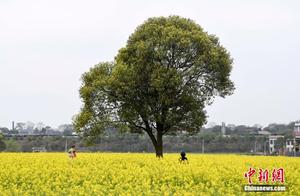 Thousands of Acres of Oilseed Rape Flowers Bloom in Changsha