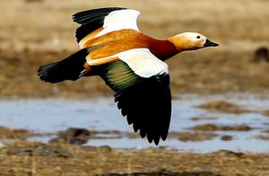 Migratory Birds Play in Bailinhan Lake Wetland Grassland