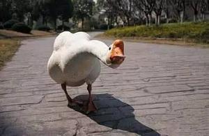 The Goose is the True Boss of the Countryside! Dogs Flee in Terror!