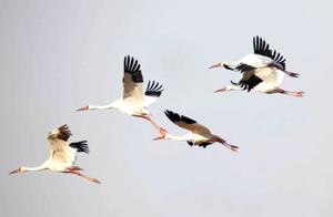 Photographer's Lens into the Vast World: Zhenlai, Where White Cranes Dance...