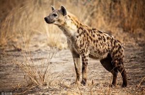 Why Do Hyenas Eat Dead Lions While Lions Don't Eat Dead Hyenas?