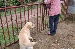 Labrador's 'Rebellious Personality' is Strong, Causing It to Bully the Golden Retriever