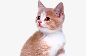 Raising Cats Cannot Be a Passing Fad! It's Not a Display of Capital! Once You've Recognized It, You Must Love It for a Lifetime