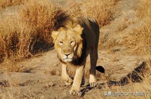 Where are the Lion's 'Fingerprints'? Scientists are Improving the Monitoring Methods of the Asian Lion Population