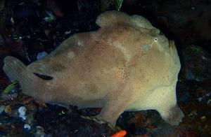 Water-Capturing Sea Fish (99) - Driftfish (5): Fine-Flaked Driftfish (Anilro)