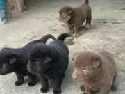 The old man was worried about the puppies and decided to sell them at the market, only to find there was stiff competition.