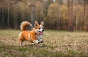 5 Great Benefits of Owning a Corgi – You Won’t Want to Trade Your Dog!