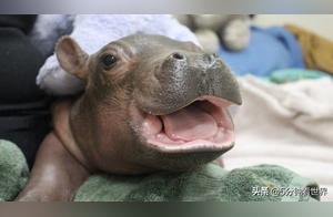 Have you ever seen a pygmy hippopotamus?
