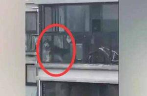 The Owner Was Devastated Because the Husky Was Locked on the Balcony
