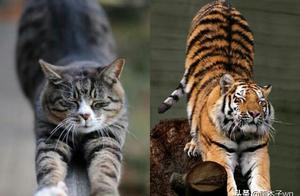 Cats and Tigers: What Are the Differences? Gain Insight After Reading
