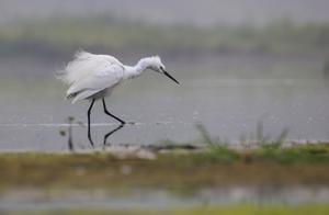 Thousands of Migratory Birds Arrive! Mǐyún Reservoir Becomes "Bird Paradise," The Scene Is Too Beautiful