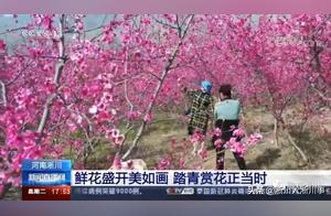 Xichuan: Flowers in Bloom, Like a Painting; The Perfect Time for Spring Cherry Blossom Viewing