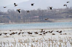 Zhangjiakou Huairian County: Meeting Point of Migratory Birds - Guanting Reservoir Wetland Park