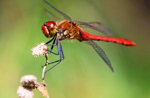 Dragonflies of Datian Town