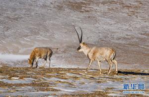 A Life Across Half a Century of Migration – Solving the Coexistence of Humans and Nature in Tibet's High-Altitude Ecosystems