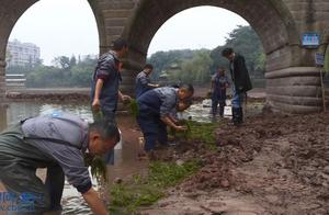 Yubei: Implementing Lake Reservoir Ecological Restoration to Create Clear, Green, and Livable Environments