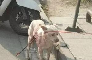 A Steel Arrow on a Stray Dog: The passerby's tears blurred their eyes