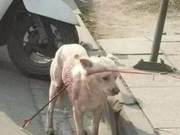 A stray dog was pierced with a metal arrow, passersby shook their heads helplessly: 'How could it be so cruel?'