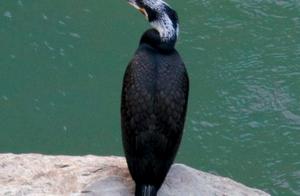 High-Definition Photo Group: Wild Cormorant Flock Spotted on the Upper Yangtze River