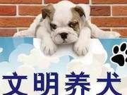 Launch Concentrated Enforcement Campaign for Dog Management and Continue Civilized Dog Ownership Promotion