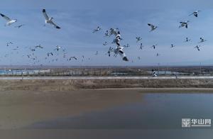Huanghe (Yellow River) Wetland Hegang Section: Birds Soar, Scenery is Delightful