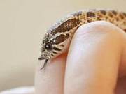 ‘Paper Tiger’ Among Venomous Snakes: The ‘Actor’ Pig-Nosed Snake