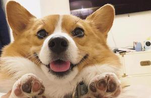 Corgi as Older Sister Takes Care of Golden Retriever Brother - This Opposites Attract Cute Couple is Seriously Sweet!
