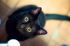 Which Chinese Cat Breeds Do You Know? They Existed Thousands of Years Ago - Have You Ever Owned One?