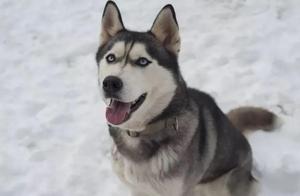 Three World’s Least Aggressive Dog Breeds