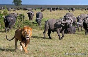 For Survival, They Unite in Armies, Various Animals Display Astonishing Wisdom in Confronting Predators