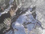 Dog Covered in Asphalt Rescued After 9 Hours of Cleaning