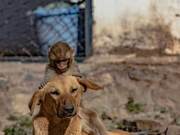 Indian Monkeys Killed, 10-Day-Old Baby Monkey Homeless, Recognizes Dog as Mother