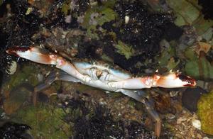 When it comes to stone crabs, who will you think of?