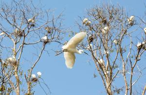 Wending: Beautiful Spring Moments, White Egrets Busy Building Nests