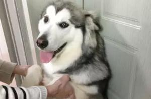 Once the Owner Leaves, the Dog Cries! In a Desperate Move, He Came Up With Such a Strange Solution