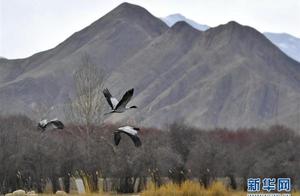 Litse: Wetland Cranes Dance