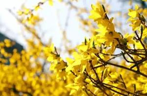 Ten Thousand Purple and Thousand Red Flowers Always Bring Spring: A Full Year of Viewing Flowers in Baoji Meishan Here!