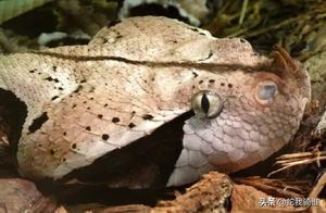 Gaboon Viper: A Famous Viper from Africa, the Largest Venomous Snake in Africa