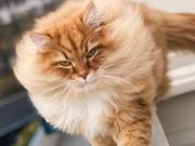This is the coolest cat I've ever seen, what about you?