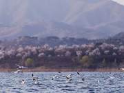 Large Numbers of Migratory Birds Arrive at Miyun Reservoir - A Spectacular Sight
