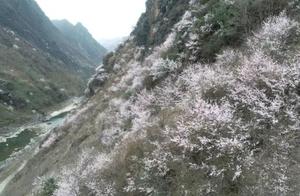 Beautiful Baizhang! Guangfu Mountain Spring Bloom