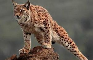 Top 6 Banned Domestic Cats in the World! The Legendary Lynx is Considered the National Animal